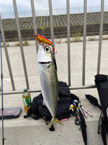 サバの釣果