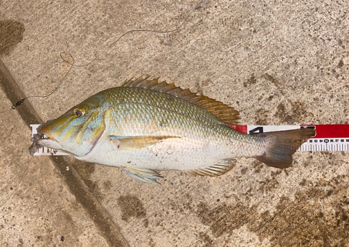 タマンの釣果