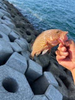 オオモンハタの釣果