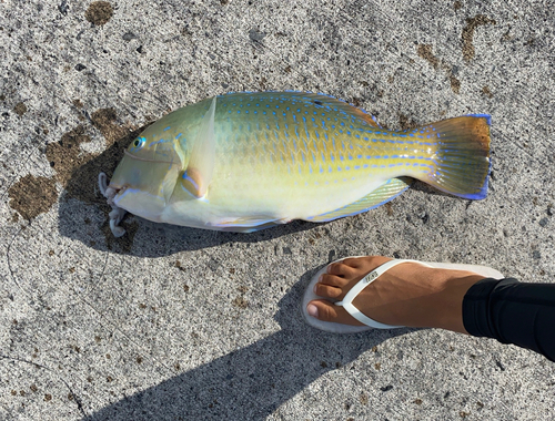 マクブの釣果