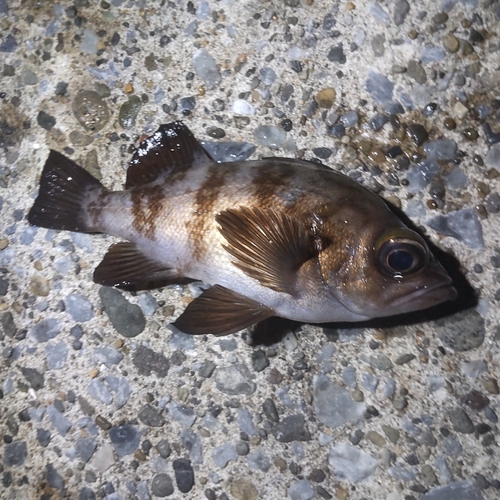 メバルの釣果