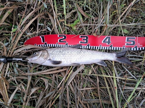 ニゴイの釣果