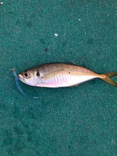 マアジの釣果