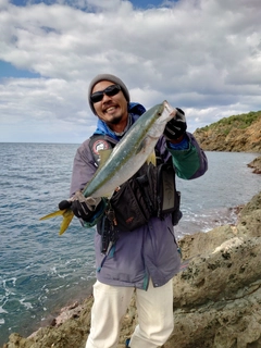 ハマチの釣果