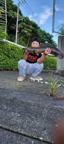 ライギョの釣果