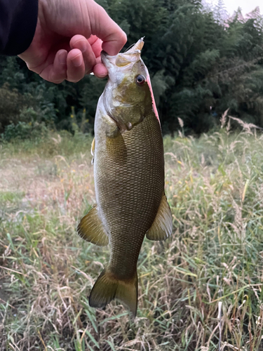 スモールマウスバスの釣果