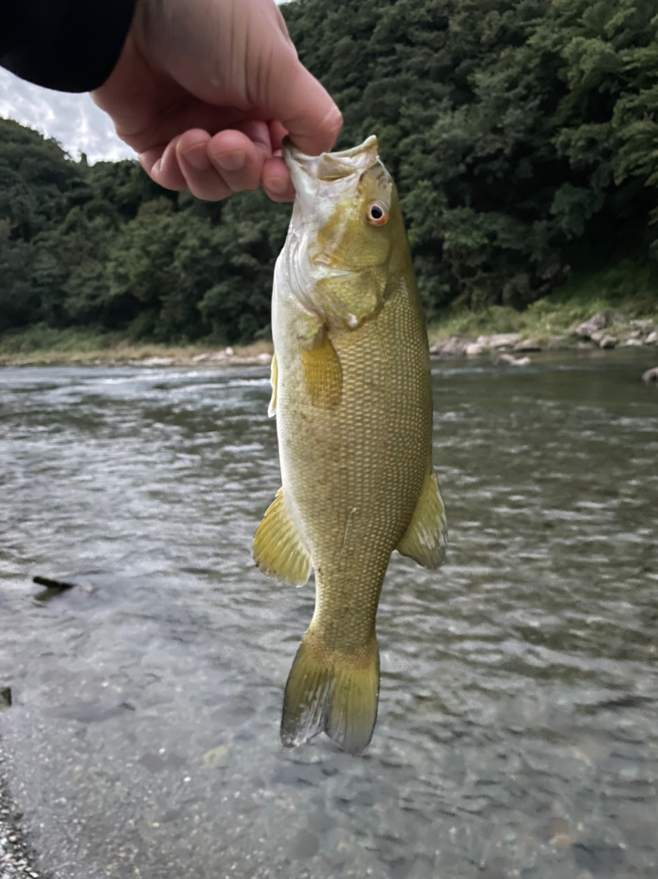 スモールマウスバス