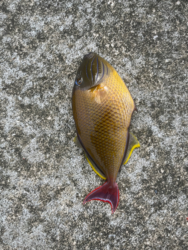 モンガラカワハギの釣果