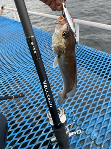 イシモチの釣果