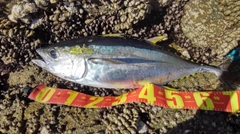 キハダマグロの釣果