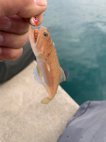 オキエソの釣果