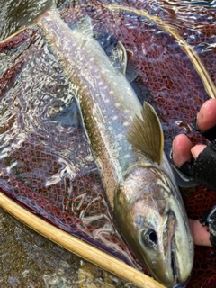 アメマスの釣果