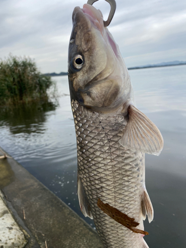 ニゴイの釣果