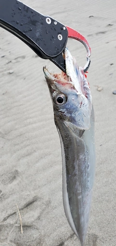 タチウオの釣果