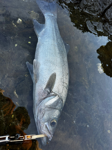 ヒラスズキの釣果