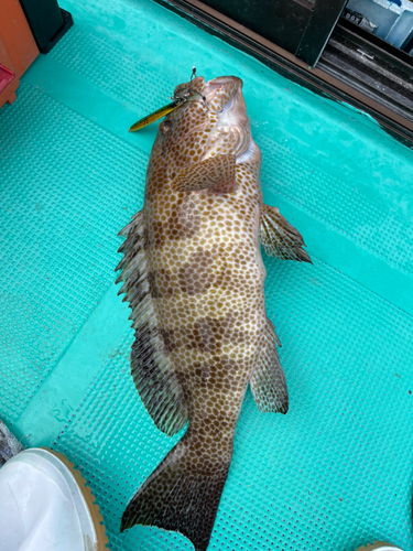 オオモンハタの釣果