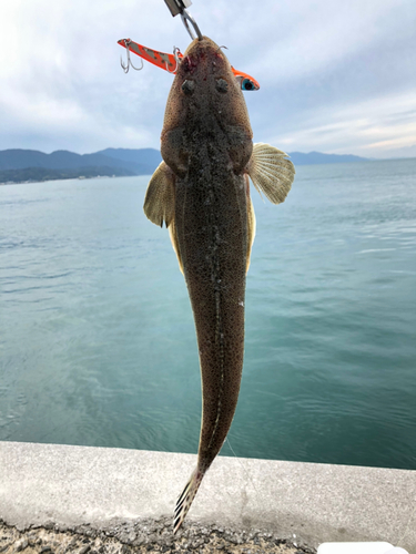 マゴチの釣果