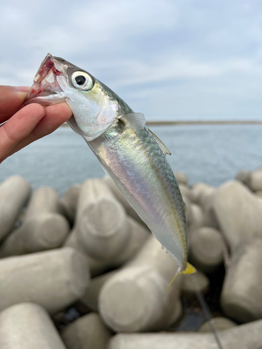 マサバの釣果