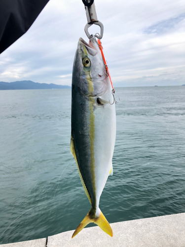 ヤズの釣果