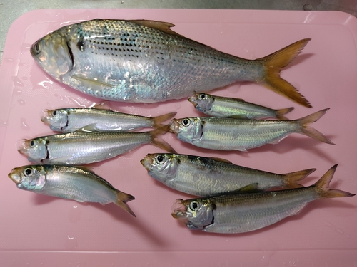 コノシロの釣果