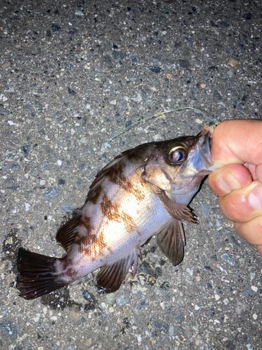 シロメバルの釣果