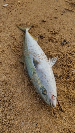 メジロの釣果