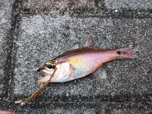 ネンブツダイの釣果