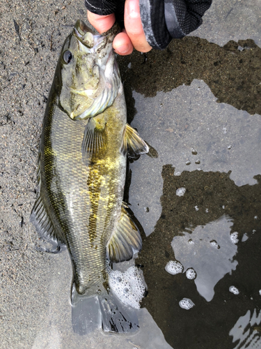 スモールマウスバスの釣果