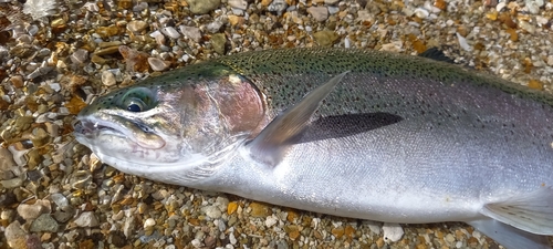 ニジマスの釣果