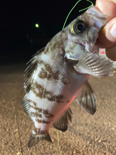 シロメバルの釣果