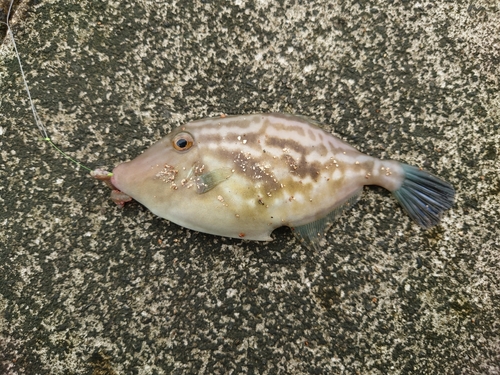 カワハギの釣果