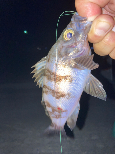 シロメバルの釣果