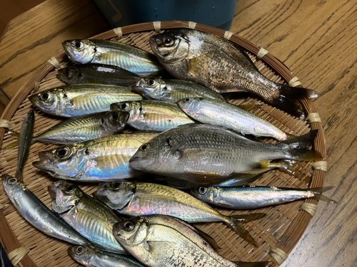 アジの釣果