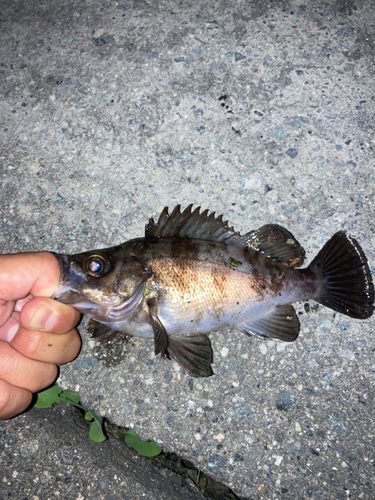 シロメバルの釣果