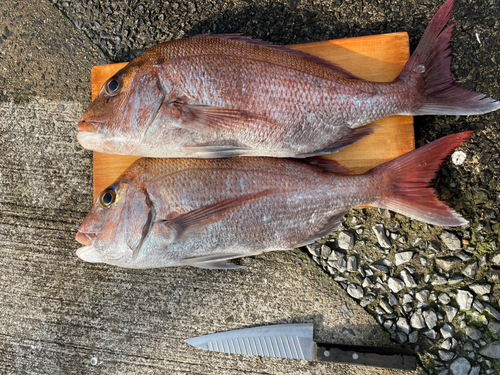 マダイの釣果