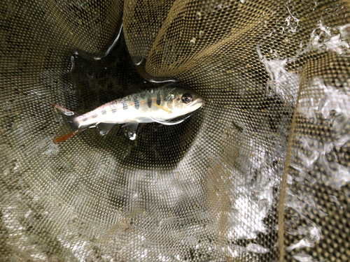 アマゴの釣果