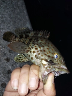 チャイロマルハタの釣果