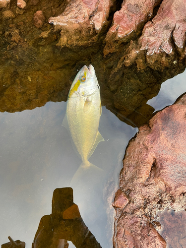 ネリゴの釣果