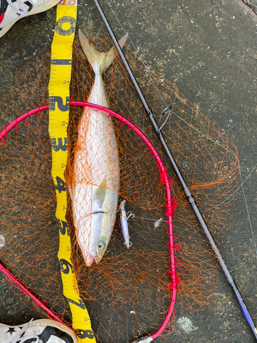 メジロの釣果