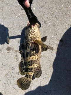 ヒトミハタの釣果