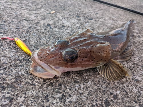 イネゴチの釣果