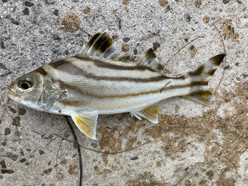 コトヒキの釣果