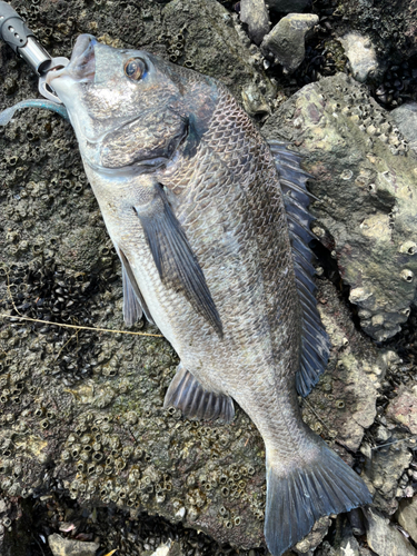 チヌの釣果