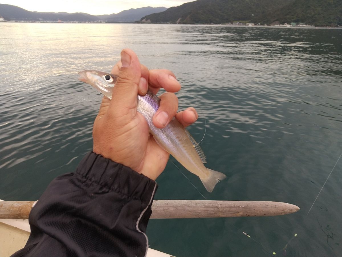 遥の父さんの釣果 2枚目の画像