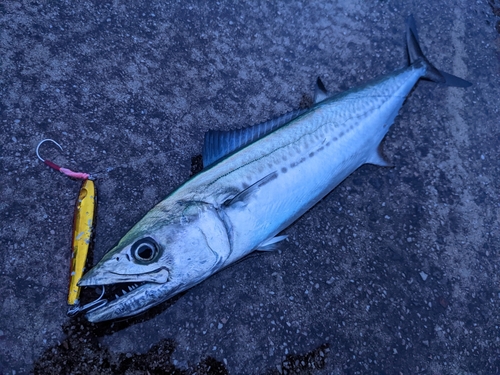 サゴシの釣果