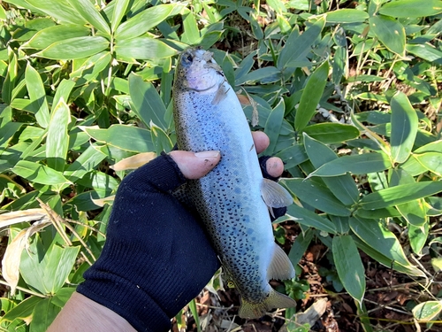 ニジマスの釣果