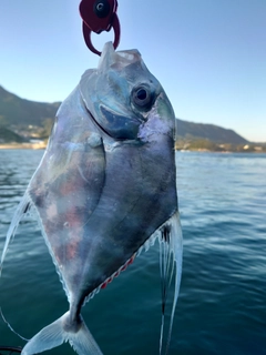 イトヒキアジの釣果