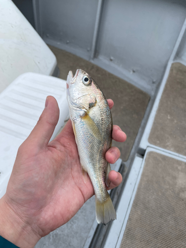 イシモチの釣果