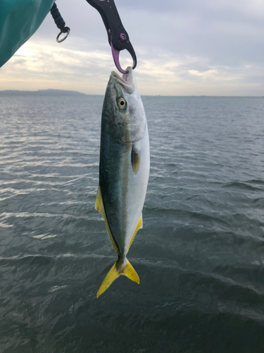 イナダの釣果