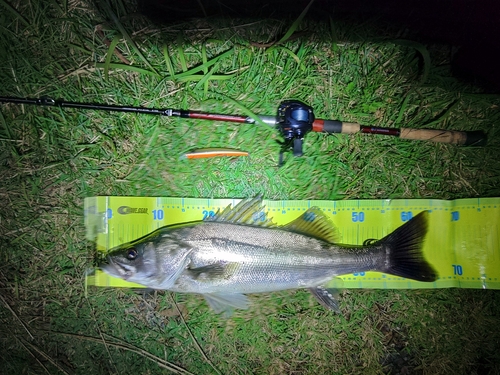 セイゴ（マルスズキ）の釣果